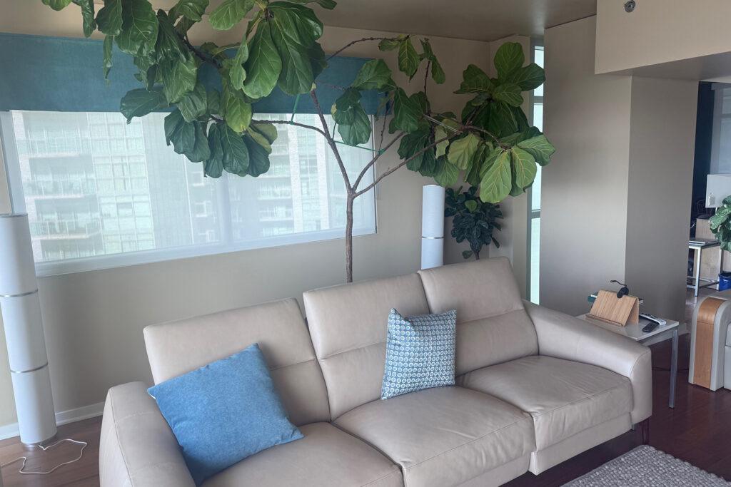 This "Fidley Fig" tree cost publisher, Jerry Del Colliano $1,450 from the fancy L.A. plant shop but the fact that it survived the Palisades Fire and 300 degree internal temp in the house. The plant thrives today.